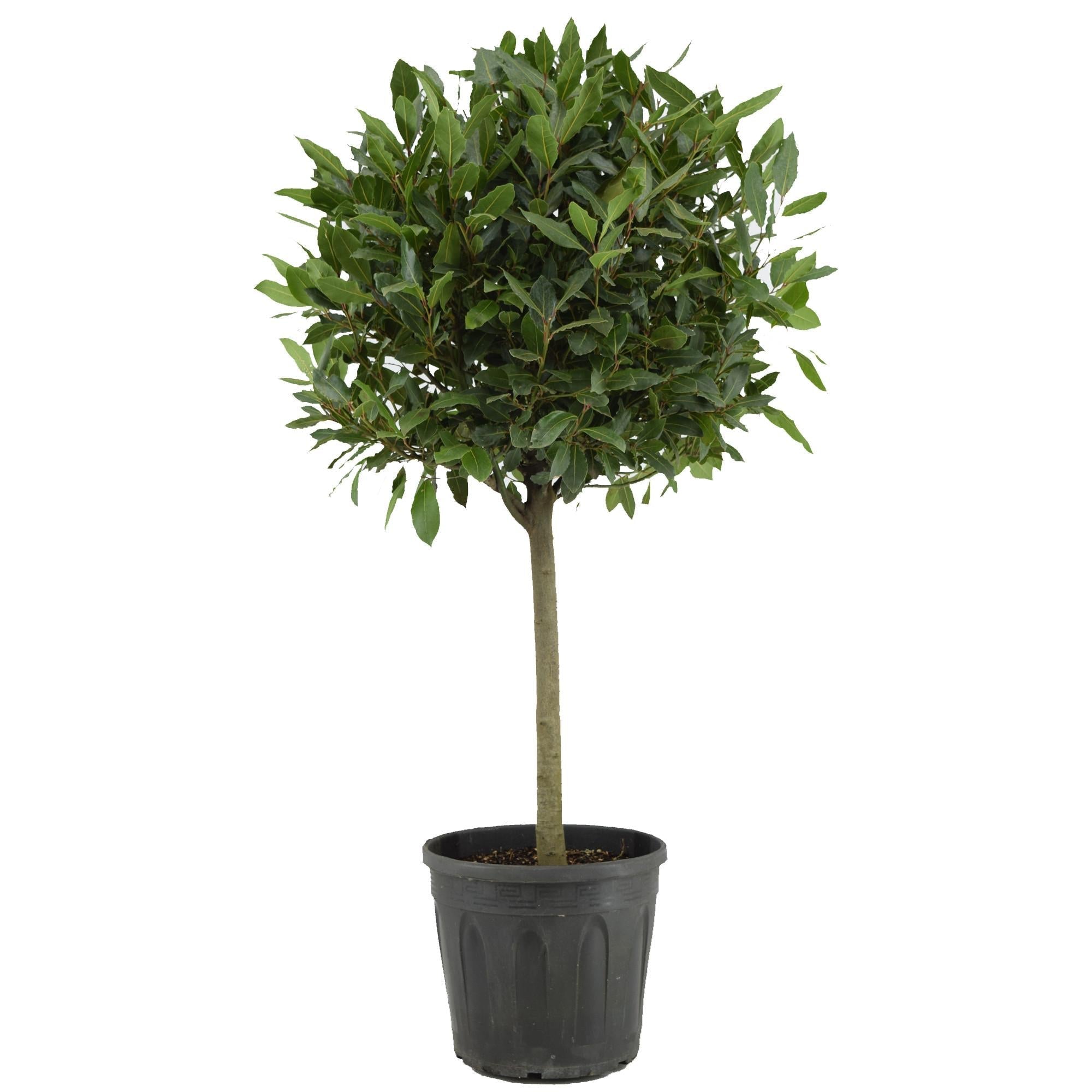 green-guardia-lorbeer-pflanze-14cm-topf-35cm-immergr-n image 2