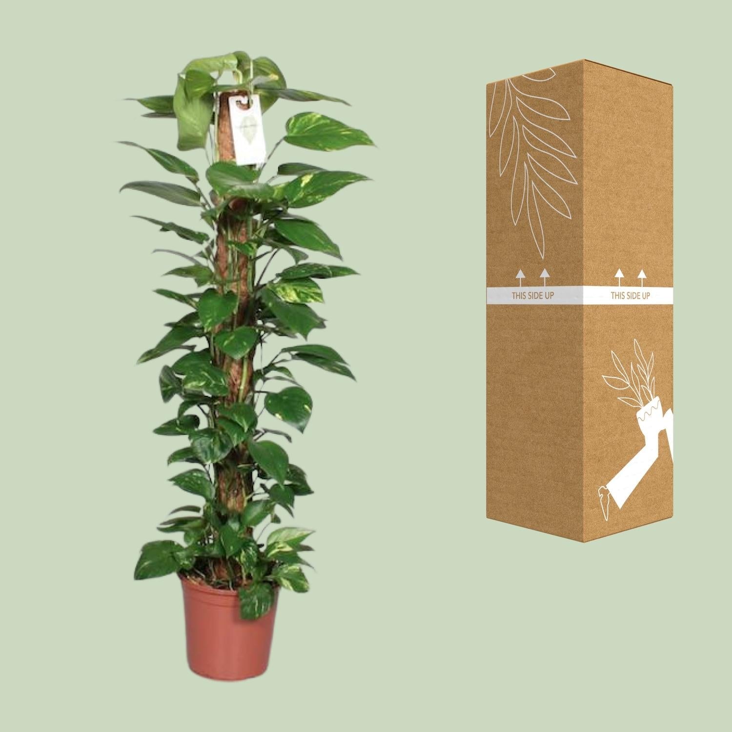 green-guardia-unsere-pflanzen-efeutute-epipremnum-80cm-moosstab image 3
