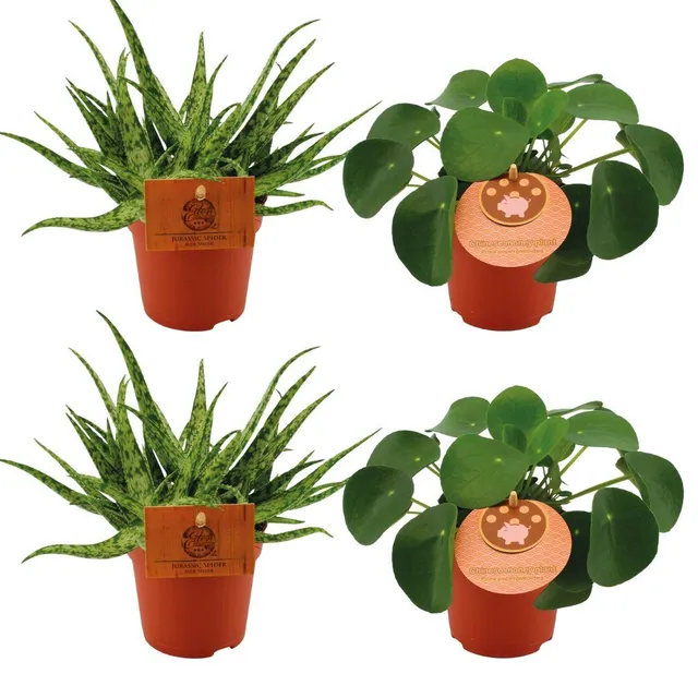 green-guardia-unsere-pflanzen-aloe-spider-pilea-zimmerpflanzen-4er-set image 1