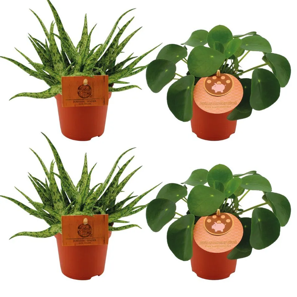 green-guardia-unsere-pflanzen-aloe-spider-pilea-zimmerpflanzen-4er-set image 1