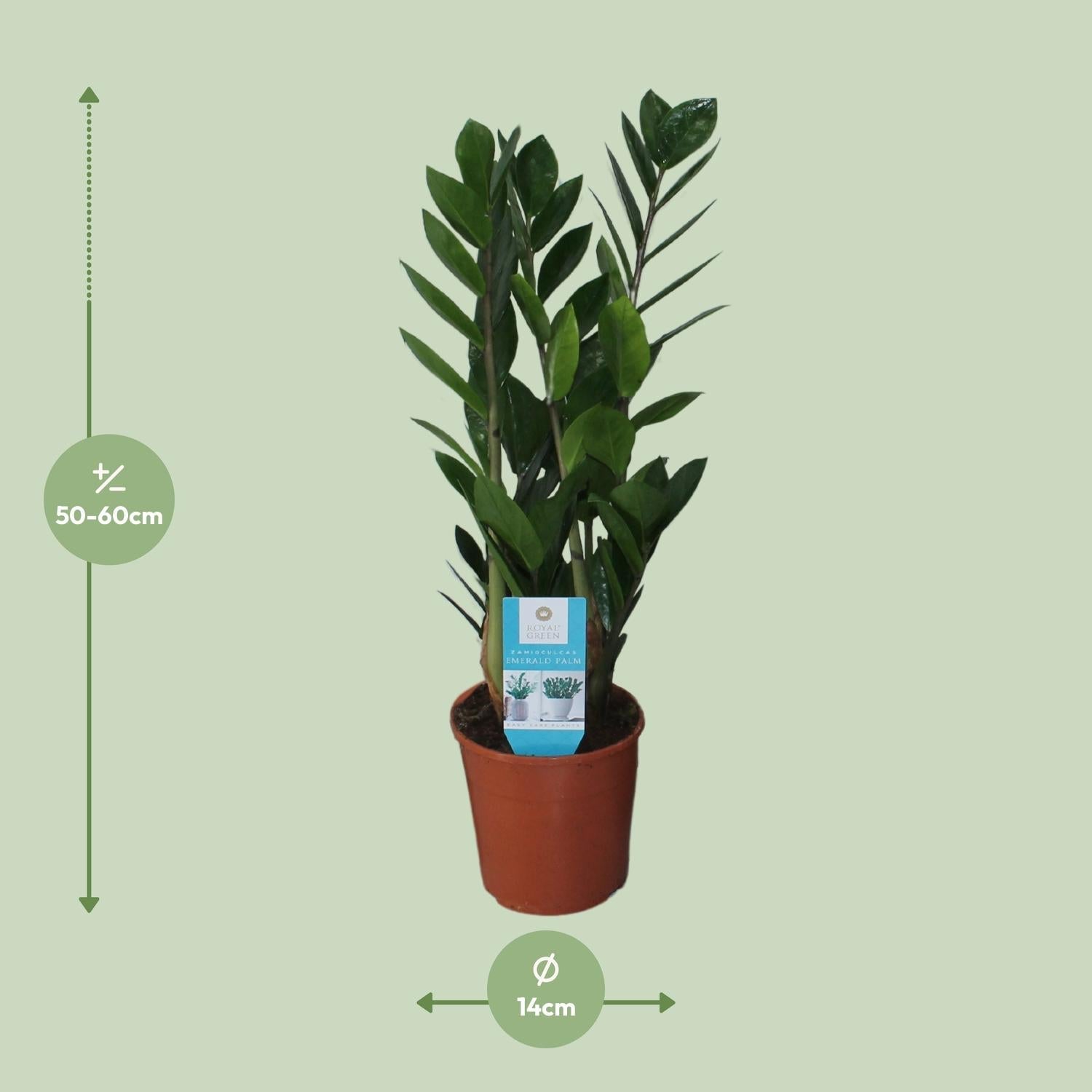 green-guardia-zamioculcas-gl-cksfeder-pflanze-50cm-14cm image 2