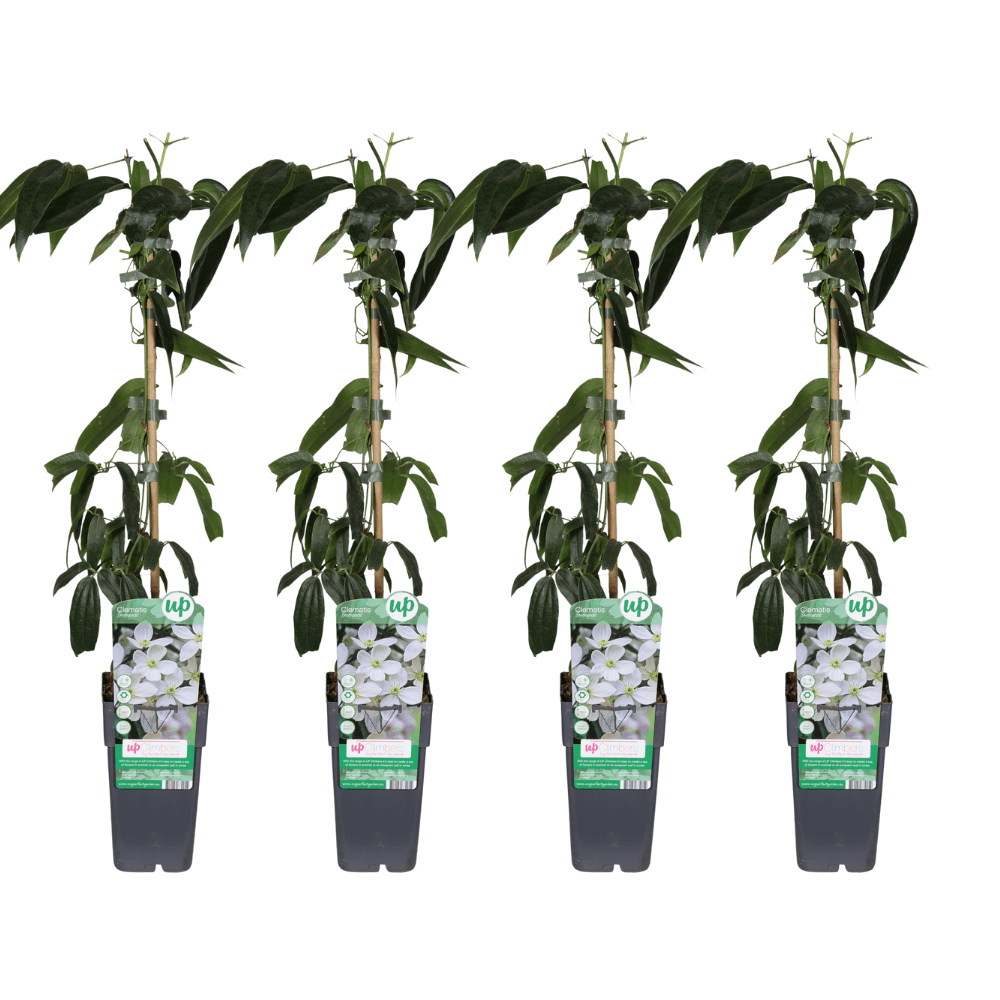 green-guardia-unsere-pflanzen-clematis-armandii-15-cm-topf image 3