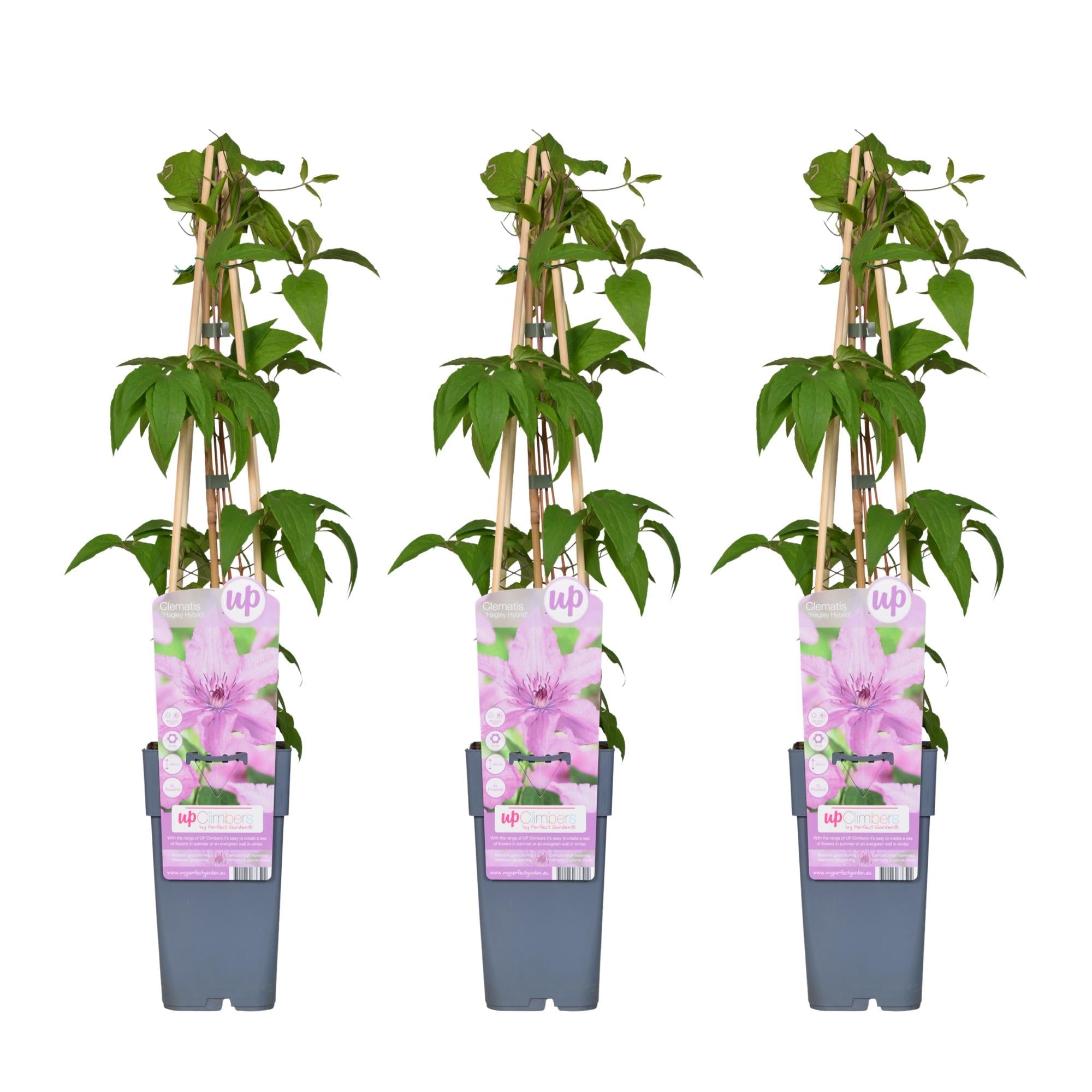 green-guardia-unsere-pflanzen-clematis-hagley-hybrid-kletterpflanze-rosa image 4