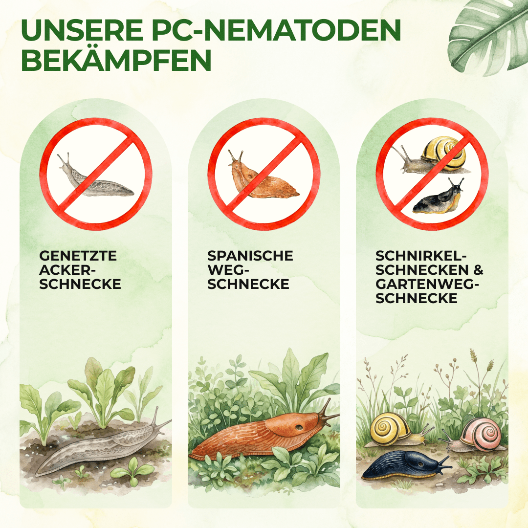 green-guardia-nematoden-gegen-schnecken-5-mio-10m image 2