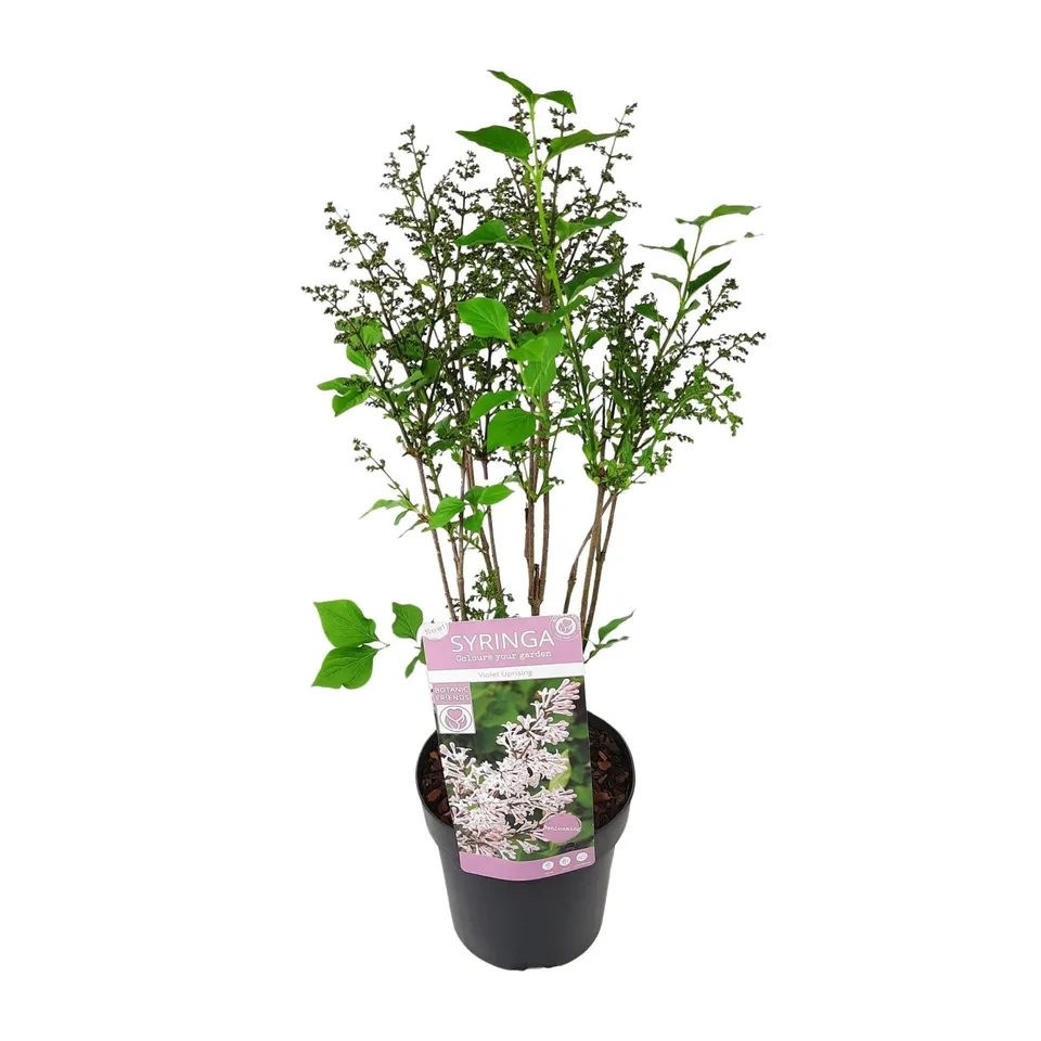 green-guardia-unsere-pflanzen-flieder-violet-uprising-35cm-duftend image 1