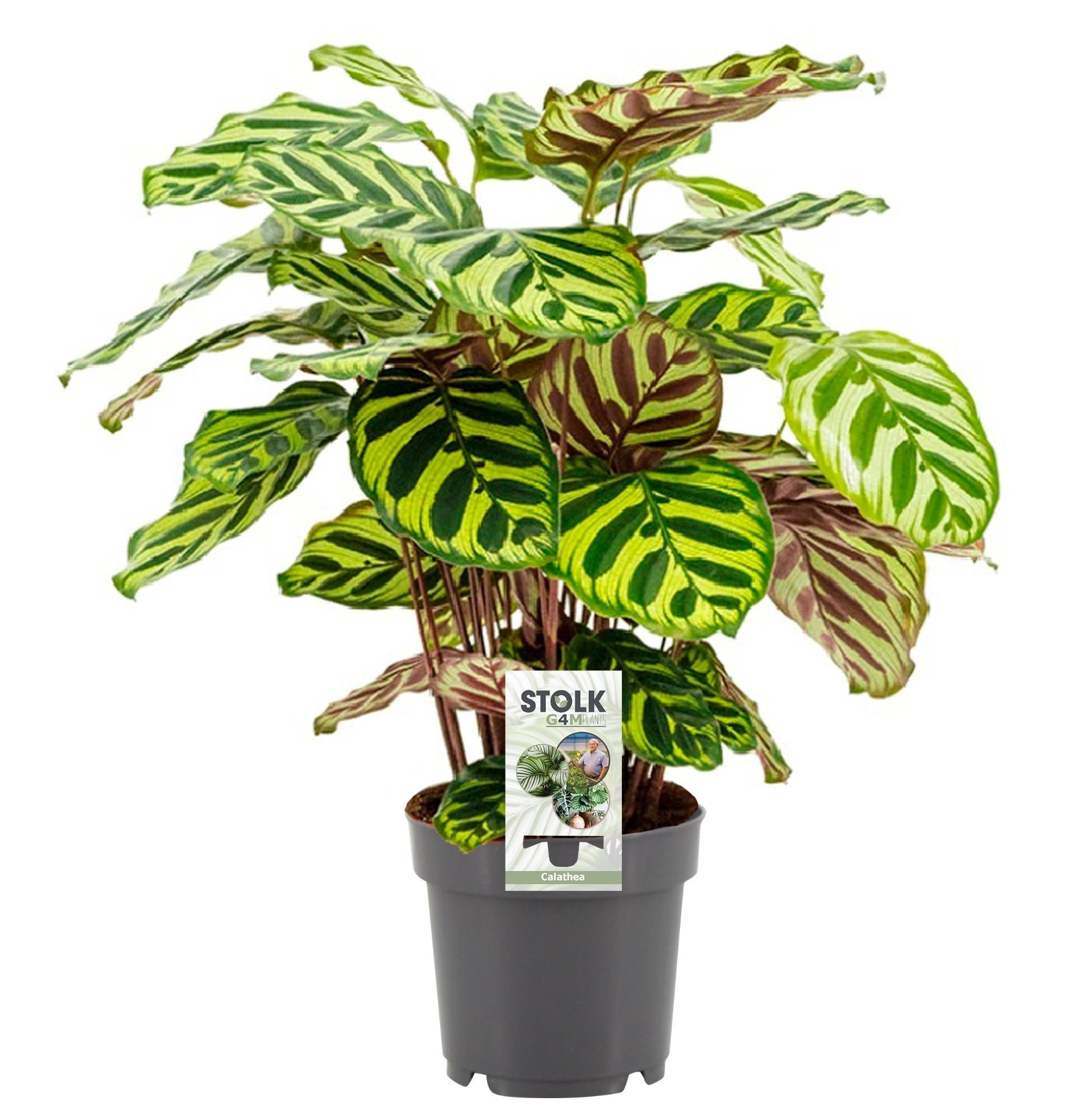 green-guardia-calathea-makoyana-korbmarante-14cm-45cm image 1