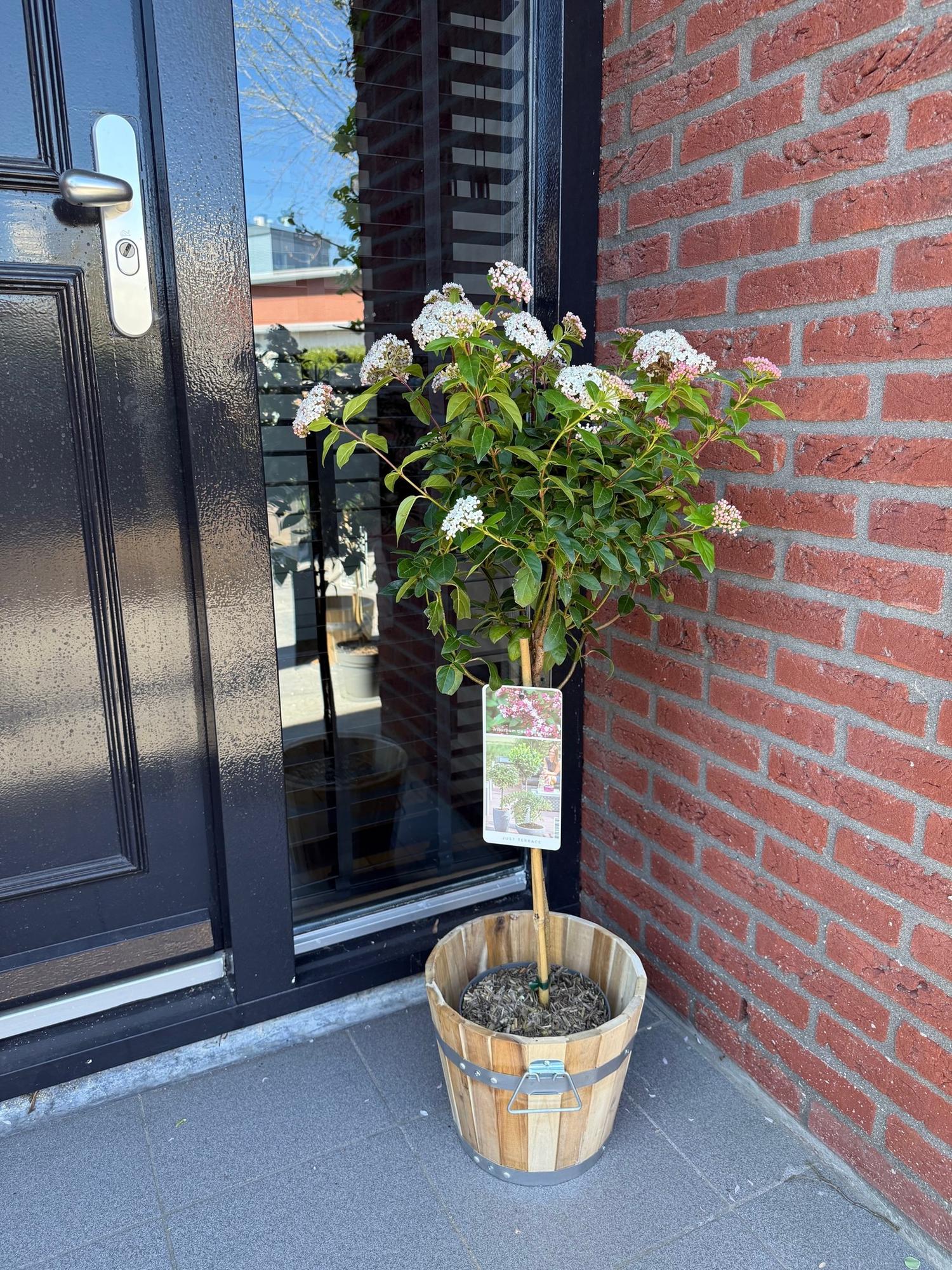 green-guardia-unsere-pflanzen-viburnum-eve-price-stamm-90-cm-winterhart image 4