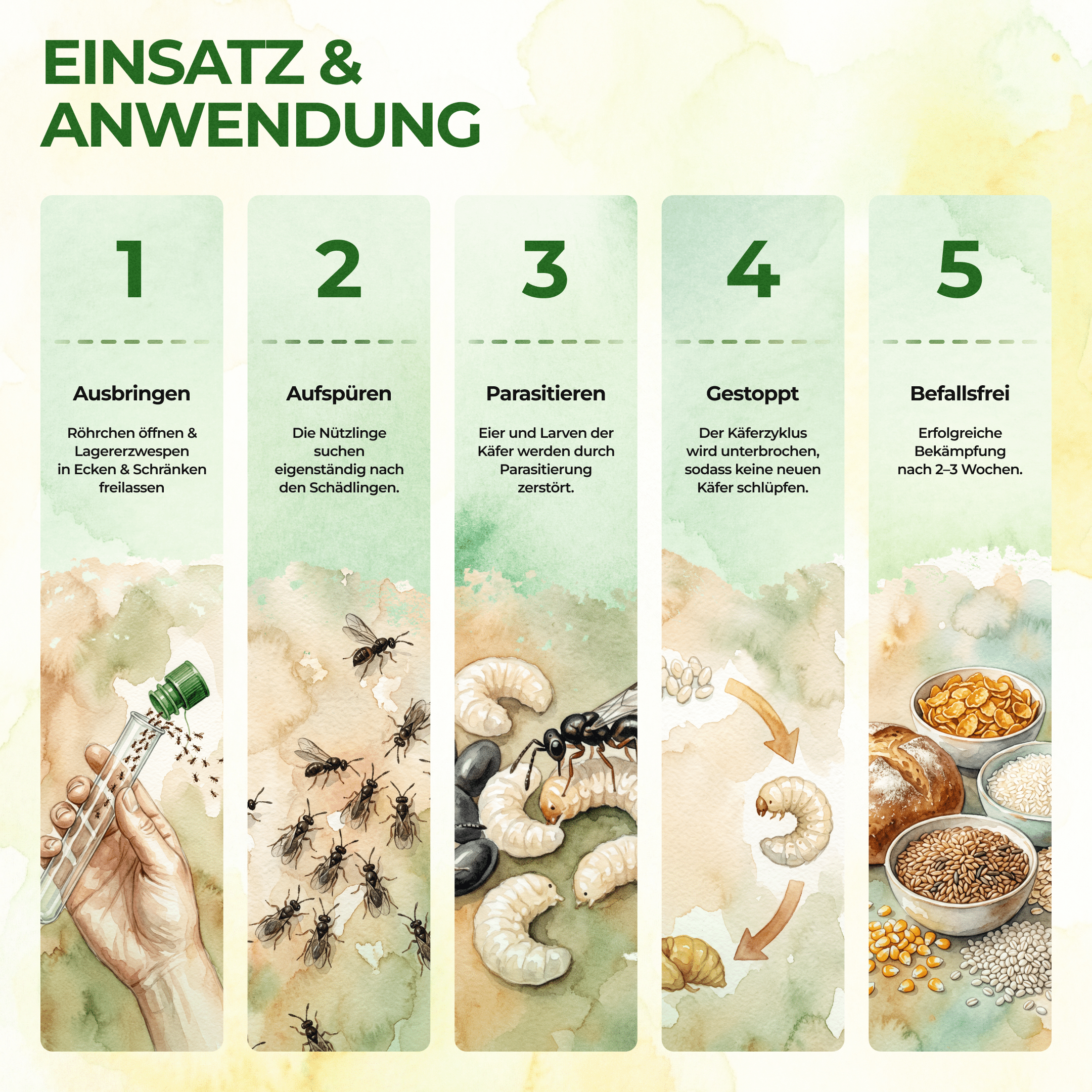 green-guardia-weitere-n-tzlinge-lagererzwespen-brotk-fer-40-st-ck-10-m image 3