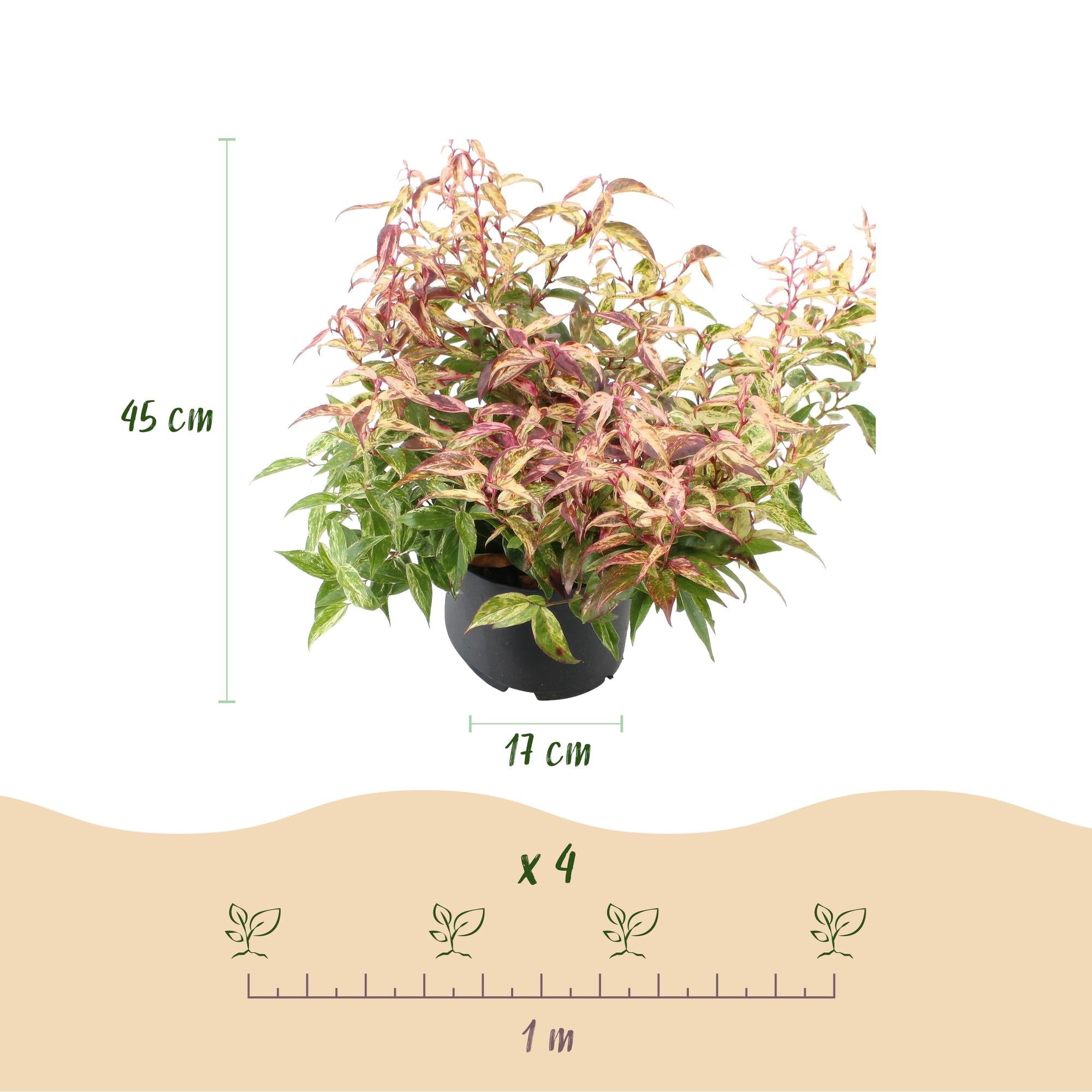 green-guardia-leucothoe-makijaz-zierstrauch-17-cm-topf-45-cm image 2