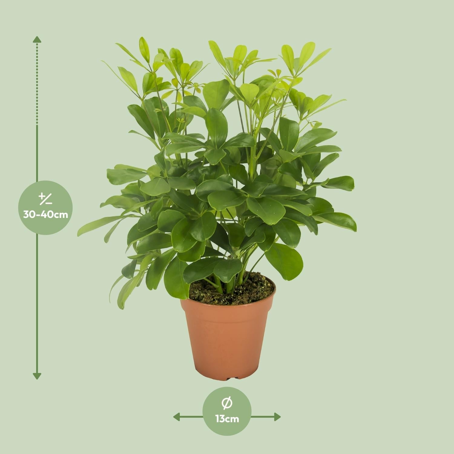 green-guardia-unsere-pflanzen-schefflera-nora-schirmbaum-35-45cm image 4