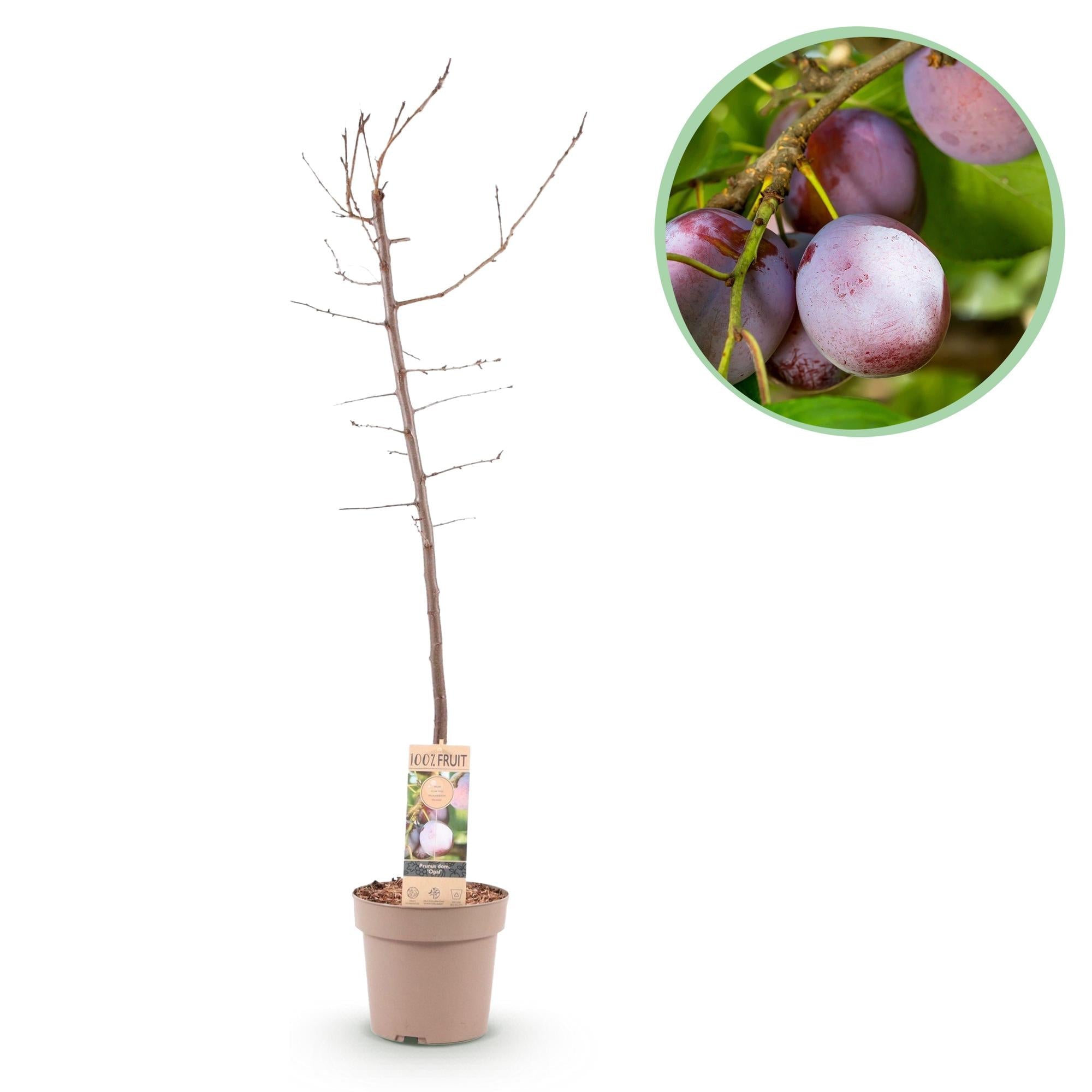 green-guardia-unsere-pflanzen-pflaumenbaum-opal-90cm-obstgeh-lz image 1