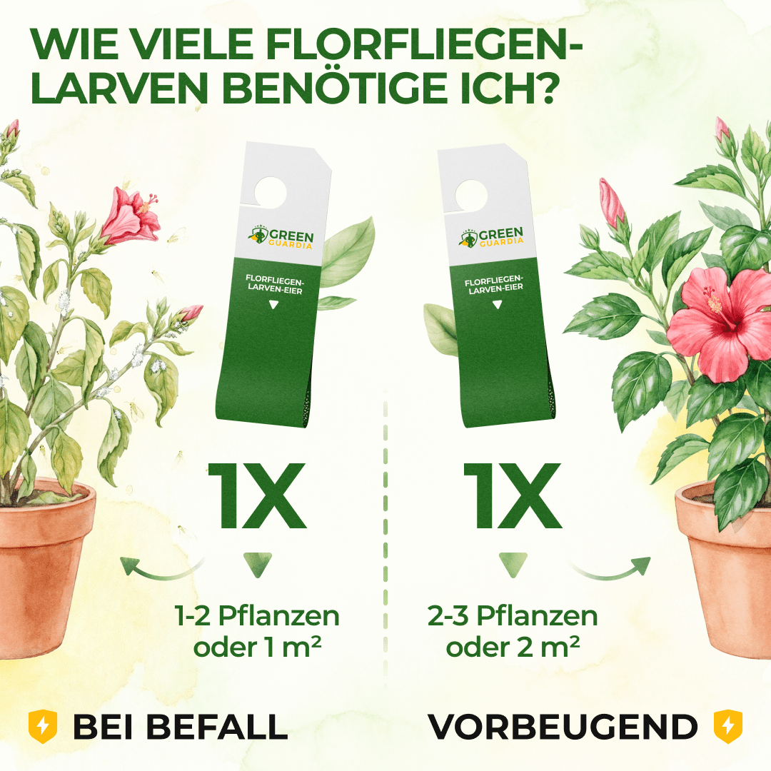 green-guardia-florfliegenlarven-eier-n-tzlinge-gegen-blattl-use-1-karte image 4