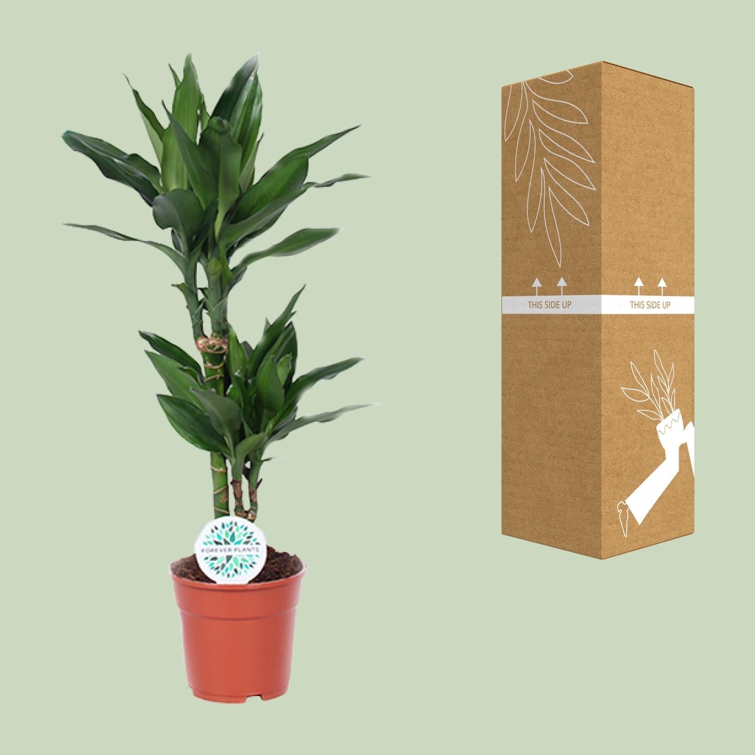 green-guardia-dracaena-janet-lind-drachenbaum-17-cm-70-cm image 3