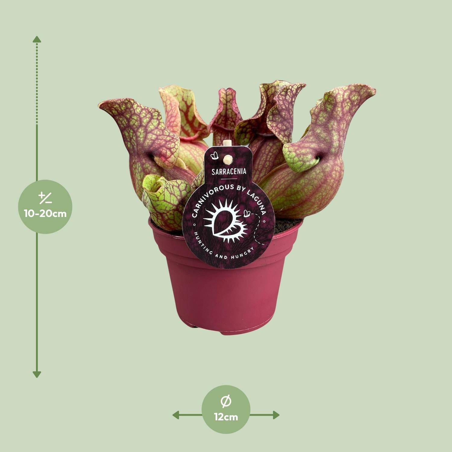 green-guardia-unsere-pflanzen-sarracenia-psittacina-12-cm-topf image 7