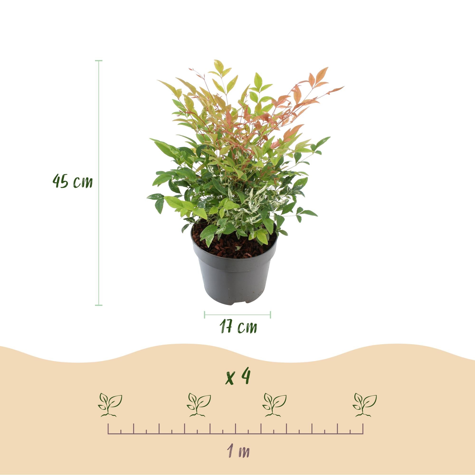 green-guardia-nandina-twilight-zierstrauch-17cm-topf-bunt-rosa image 2