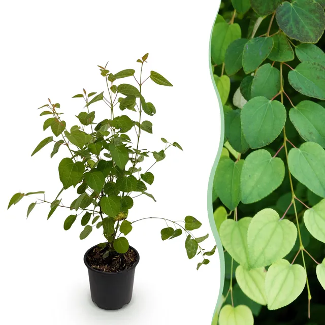 green-guardia-unsere-pflanzen-cercidiphyllum-japonicum-zierstrauch-12cm image 1