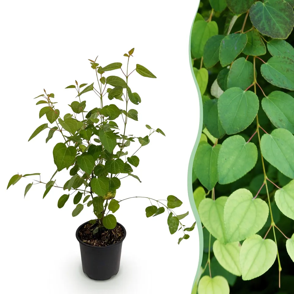 green-guardia-unsere-pflanzen-cercidiphyllum-japonicum-zierstrauch-12cm image 1