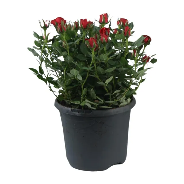 green-guardia-beetrose-jewel-patio-hot-17-cm-topf-30-cm image 1