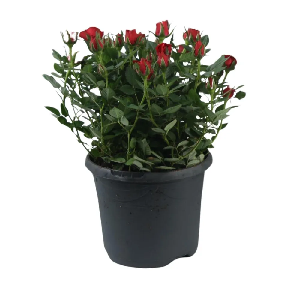 green-guardia-beetrose-jewel-patio-hot-17-cm-topf-30-cm image 1