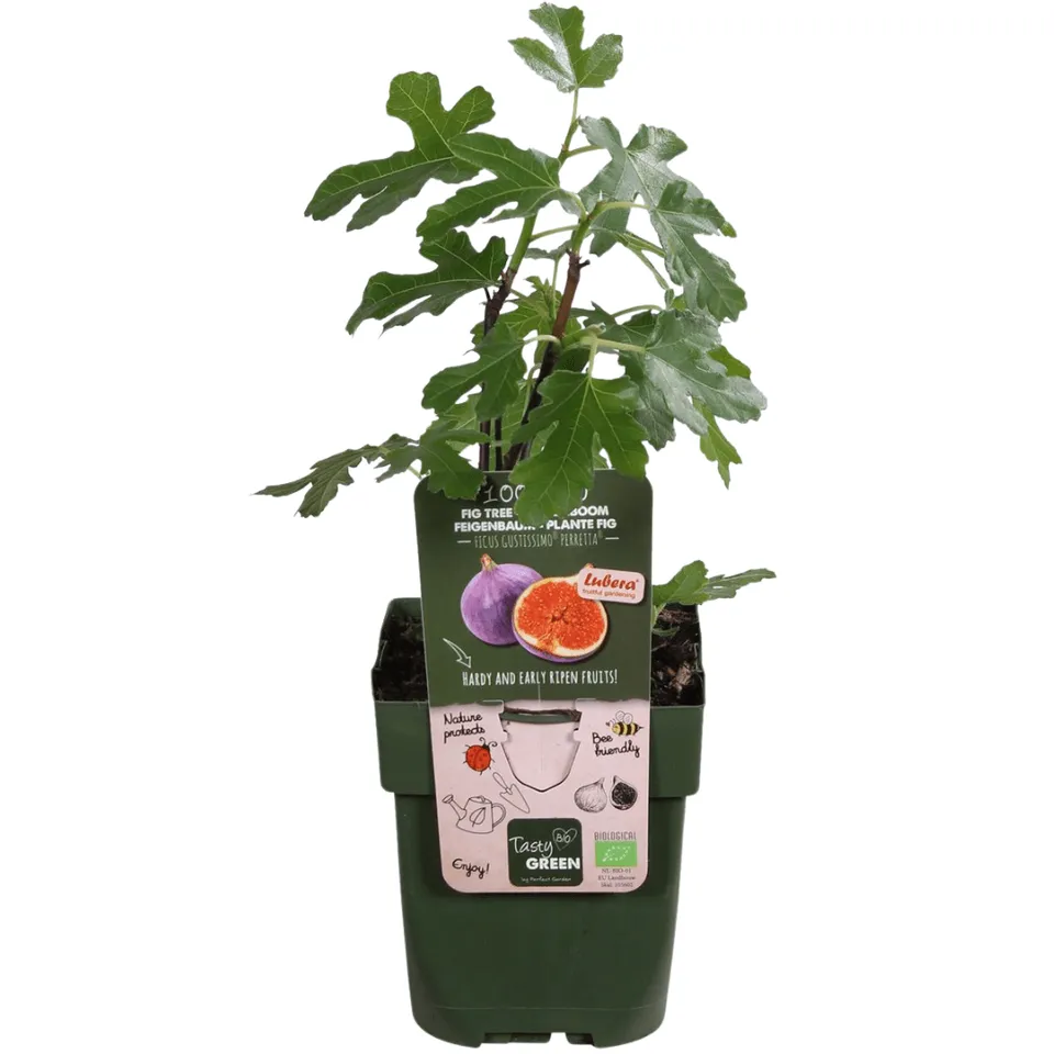 green-guardia-unsere-pflanzen-bio-feigenbaum-feigenpflanze-13-cm-bio image 1