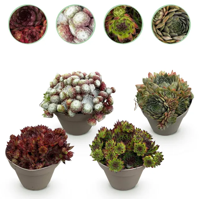 green-guardia-big-sam-hauswurz-mix-4-pflanzen-14-cm-topf image 1