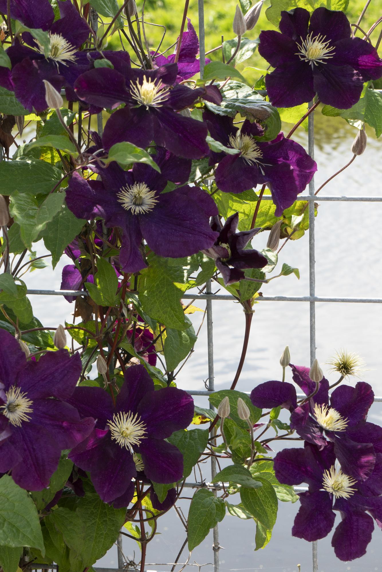green-guardia-unsere-pflanzen-clematis-warszawska-nike-kletterpflanze image 2