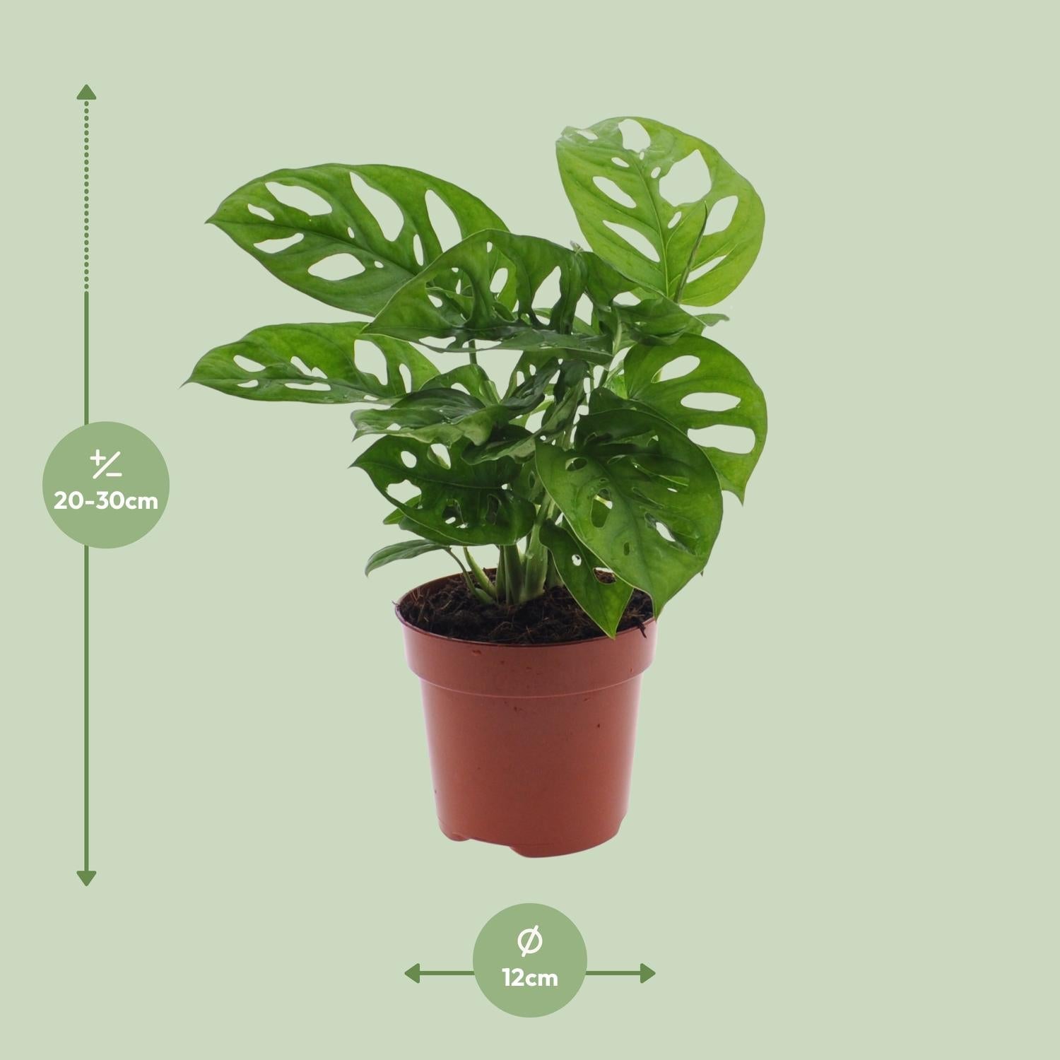 green-guardia-monstera-monkey-leaf-12cm-30cm-fensterblatt image 5