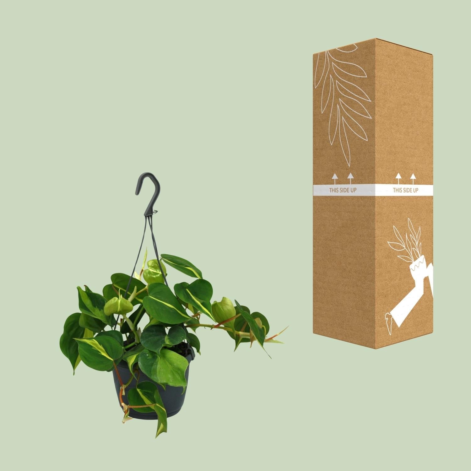 green-guardia-unsere-pflanzen-philodendron-brasil-15cm-zimmerpfl image 3