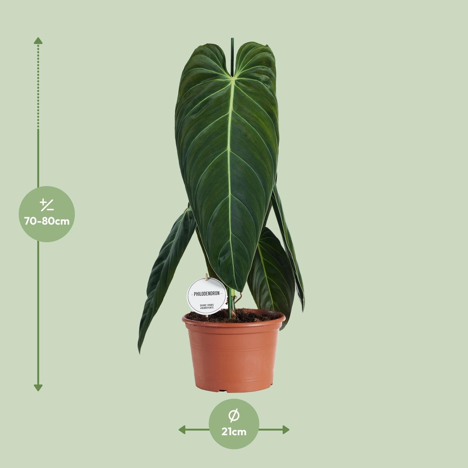 green-guardia-philodendron-melanochrysum-75-cm-21-cm-topf image 2