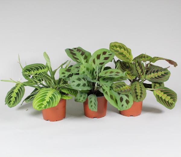 green-guardia-maranta-fascinator-gebetspflanze-mix-3-sorten-12-cm-topf image 1