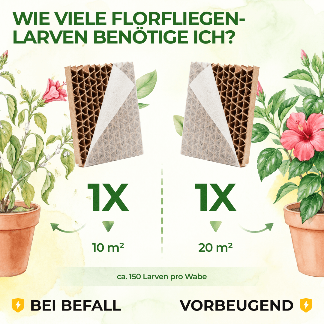 green-guardia-florfliegenlarven-pappwabe-10m-blattl-use image 4