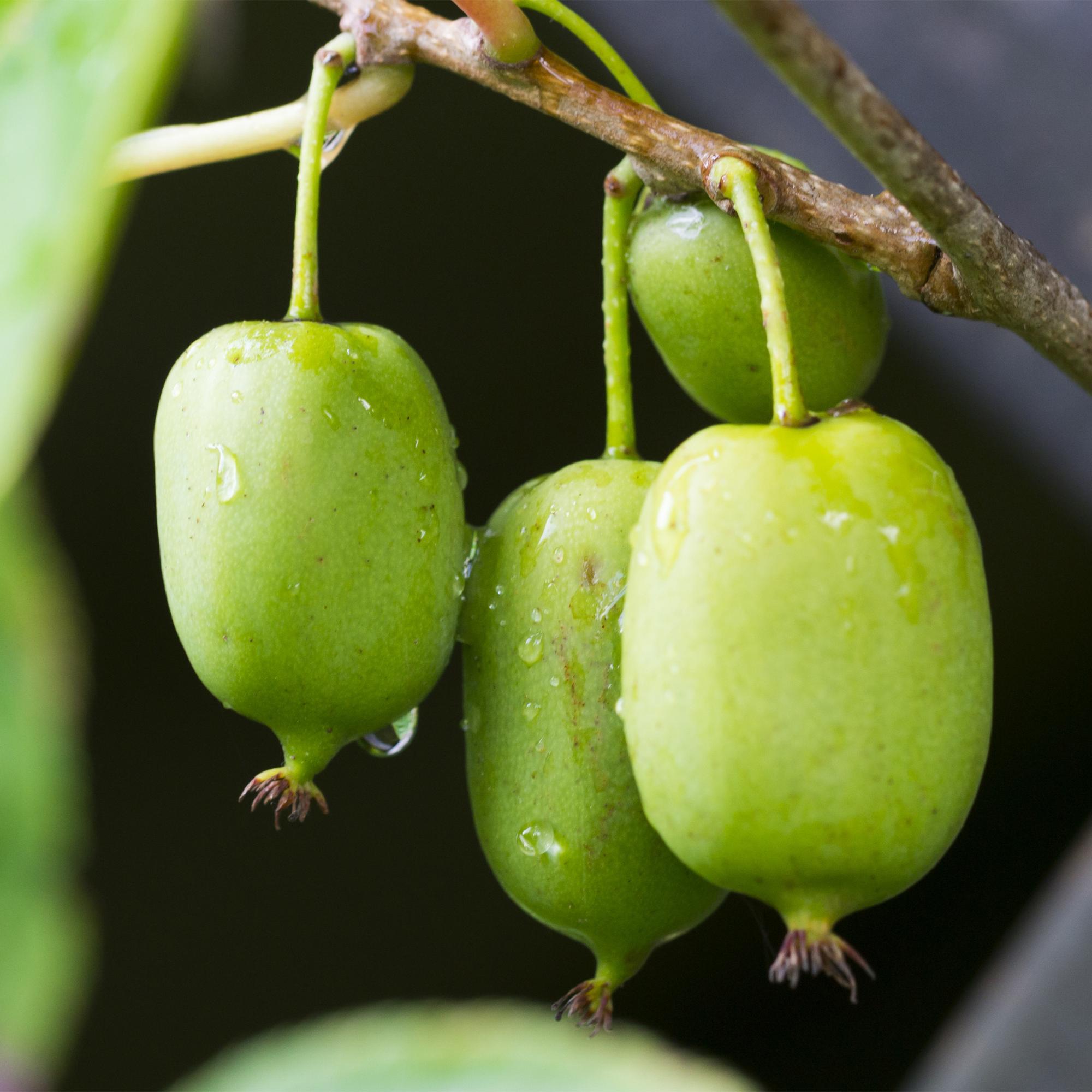 green-guardia-issai-mini-kiwi-obstpflanze-2-pflanzen-selbstfruchtend image 5