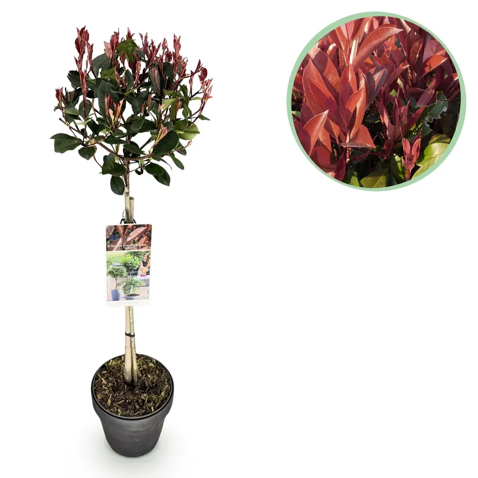 green-guardia-photinia-little-red-robin-stamm-gr-n-rot-19-cm-topf image 1