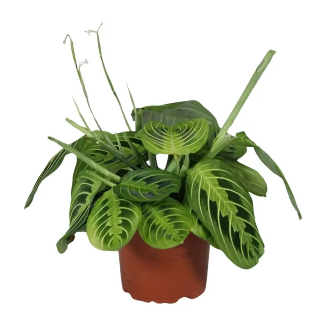 green-guardia-unsere-pflanzen-maranta-fascinator-zimmerpflanze-30cm image 1