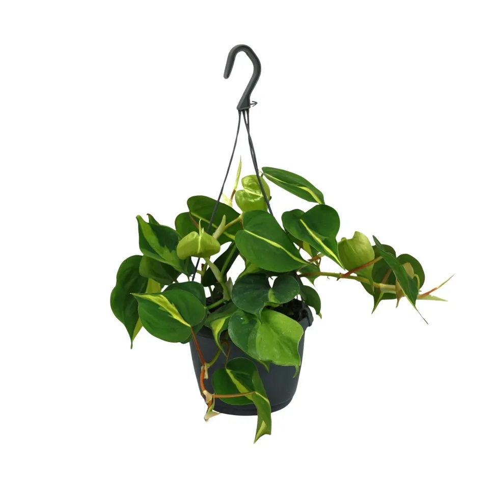 green-guardia-unsere-pflanzen-philodendron-brasil-15cm-zimmerpfl image 1