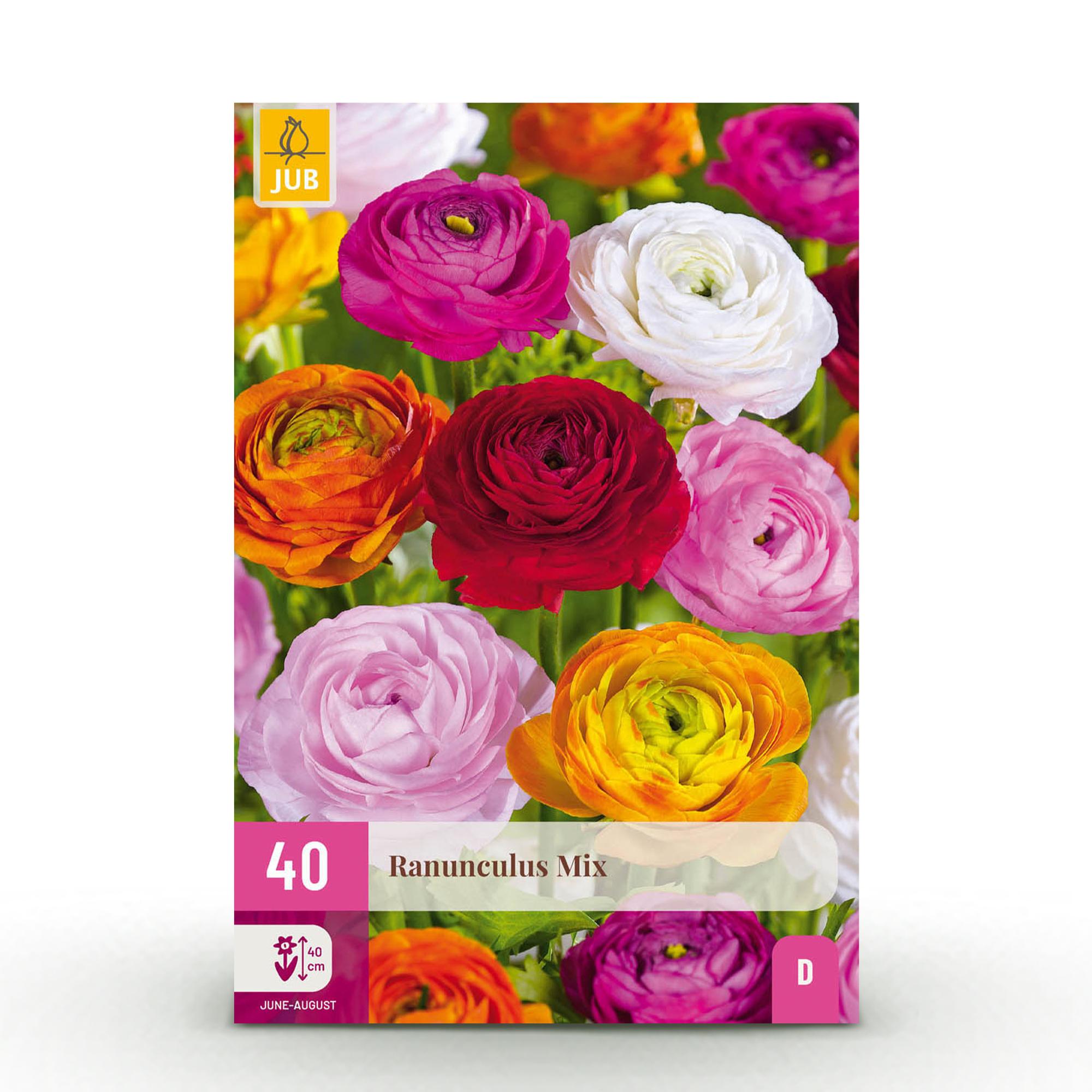 green-guardia-ranunculus-mix-blumenzwiebeln-40-st-ck image 1