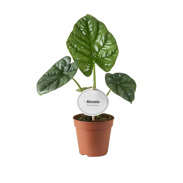 green-guardia-alocasia-lukiwan-elefantenohr-12-cm-topf image 1