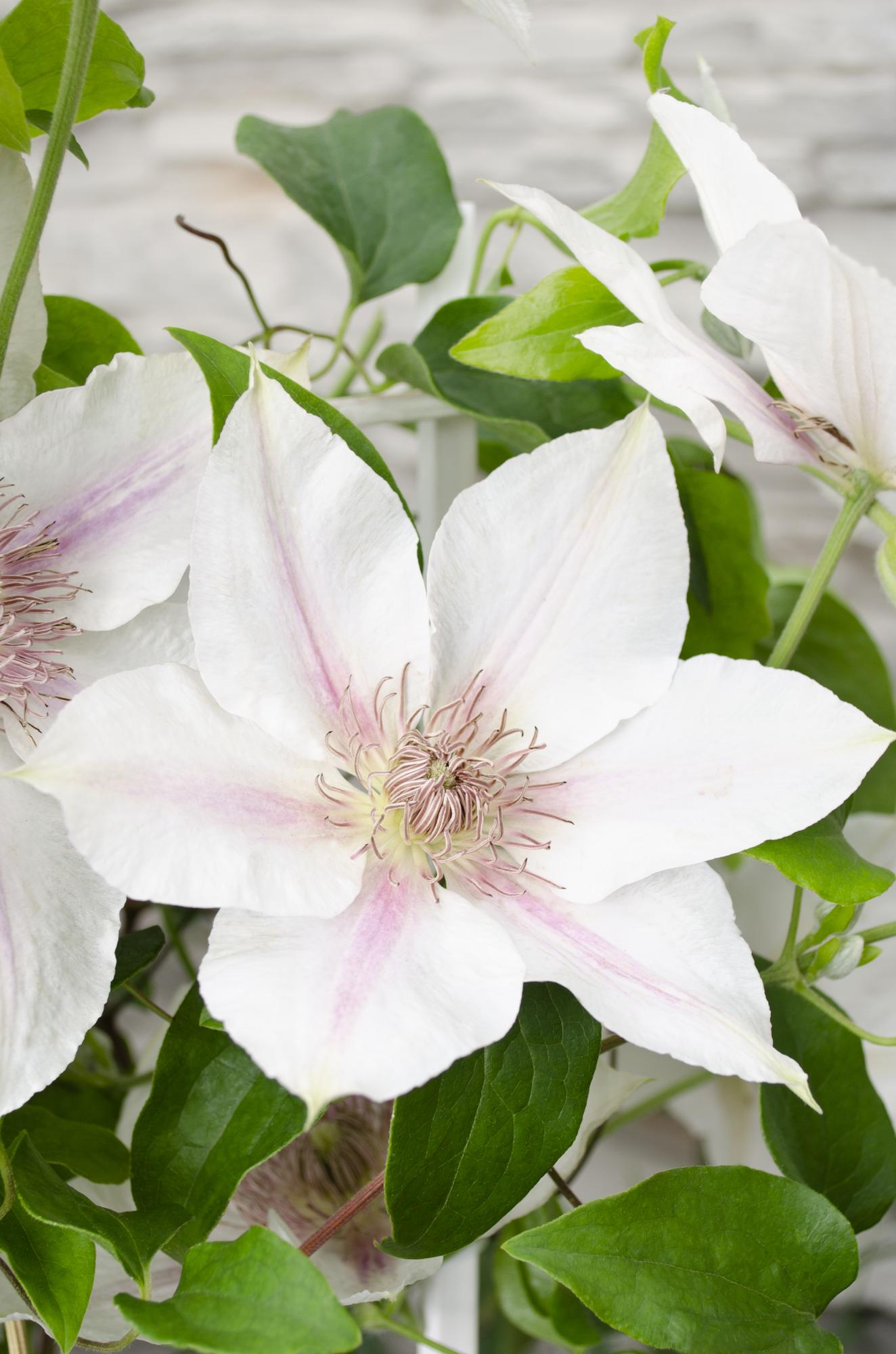 green-guardia-unsere-pflanzen-clematis-corinne-wei-65cm image 2