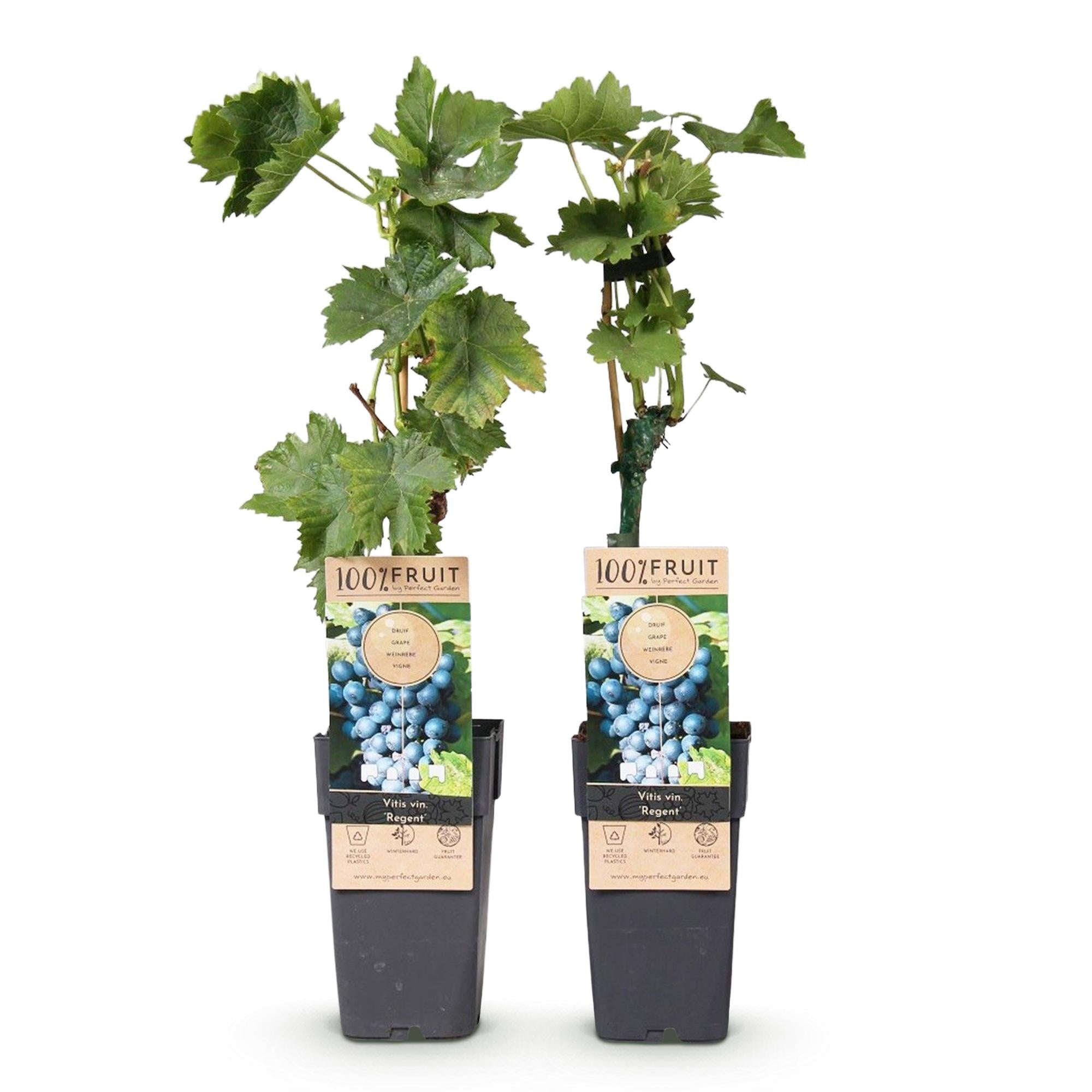 green-guardia-regent-blaue-traube-obstpflanze-2er-set-15cm image 2