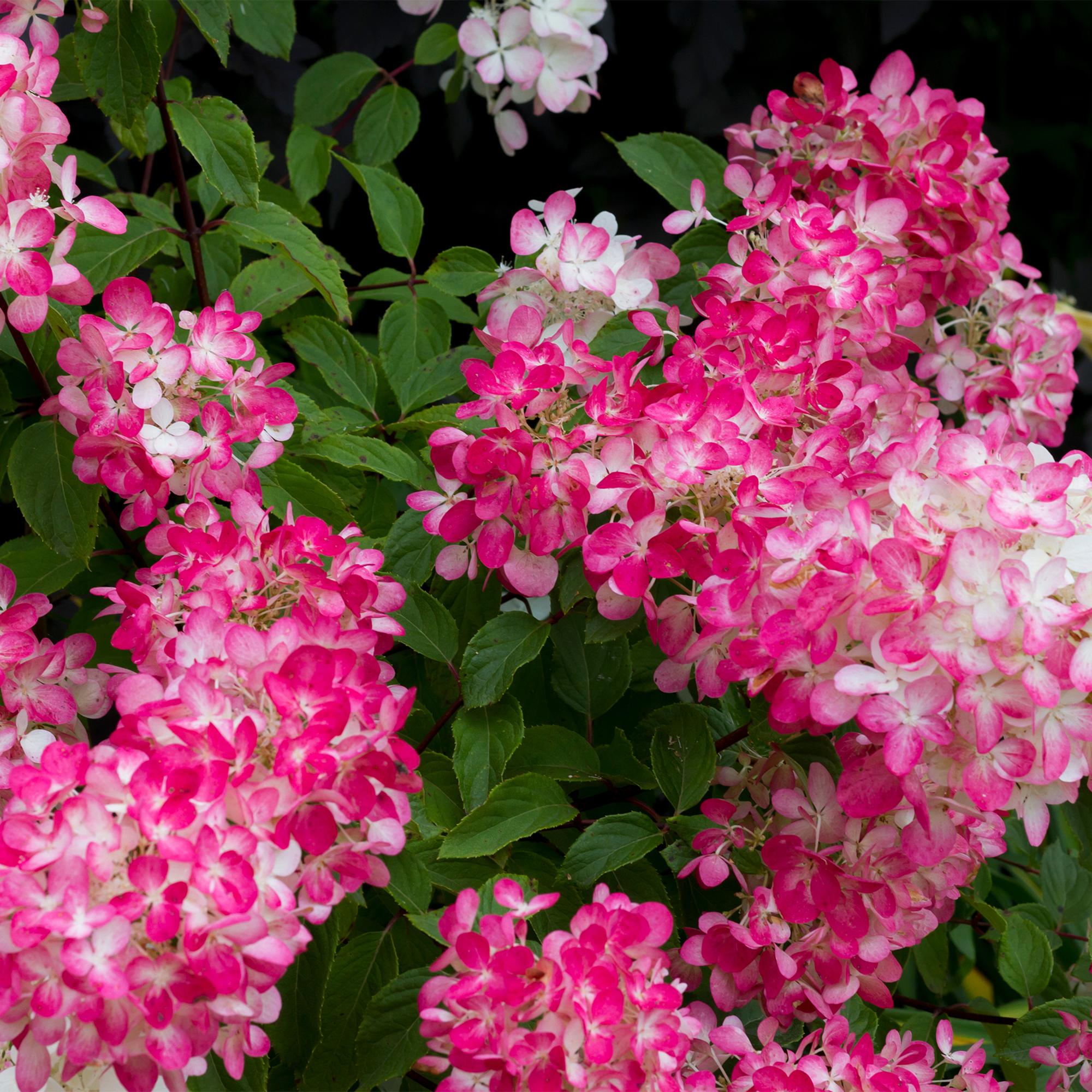 green-guardia-pink-diamond-rispenhortensie-17cm-topf-wei-rosa image 3