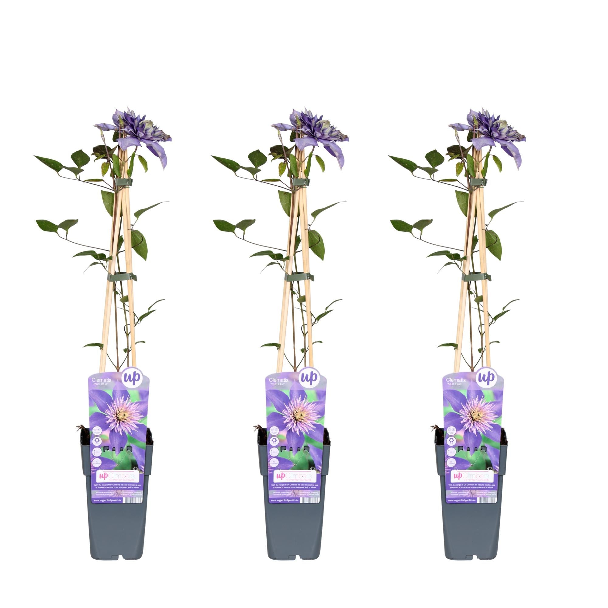 green-guardia-unsere-pflanzen-clematis-multi-blue-kletterpflanze-1-pflanze image 4