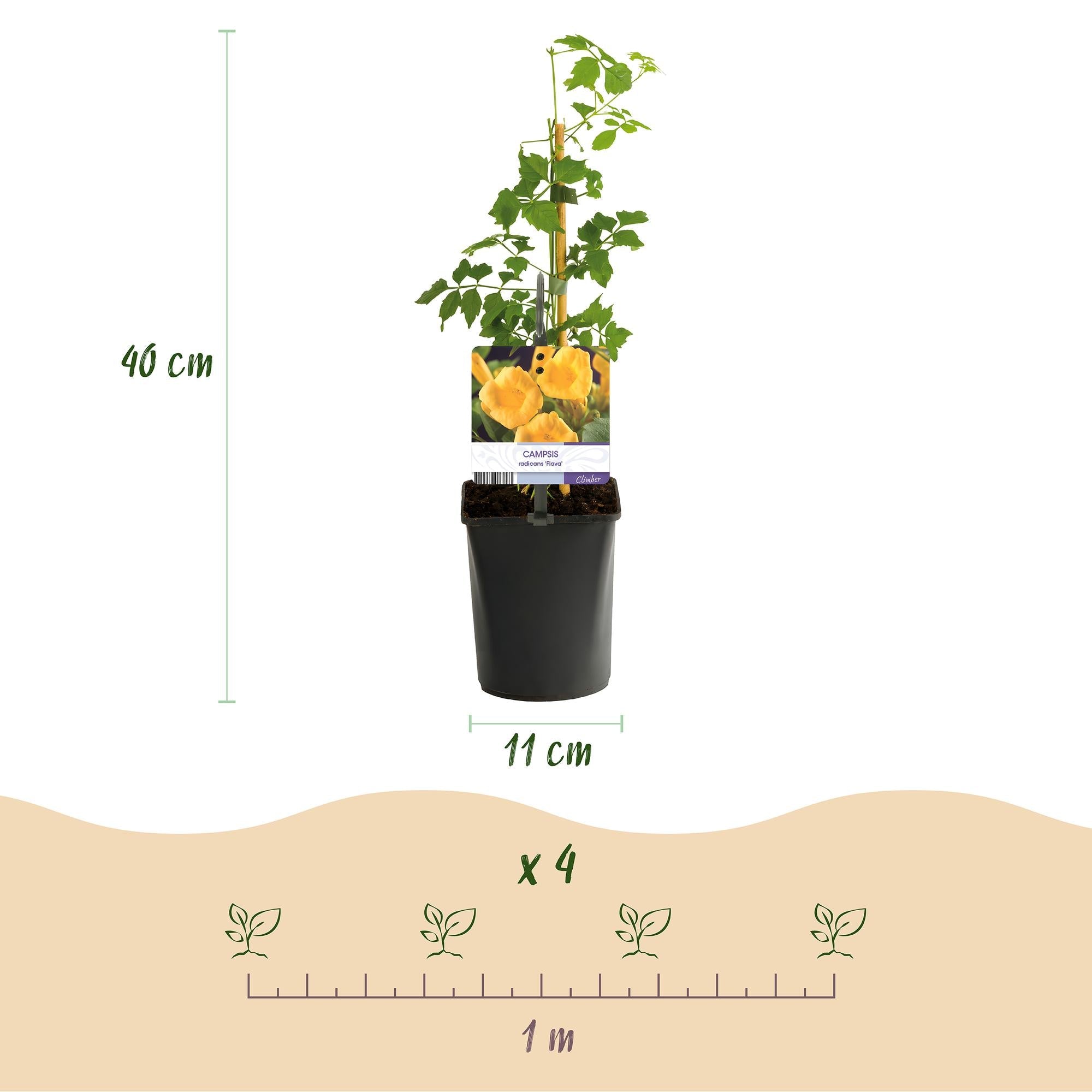 green-guardia-unsere-pflanzen-campsis-flava-trompetenblume-2-st-ck image 2