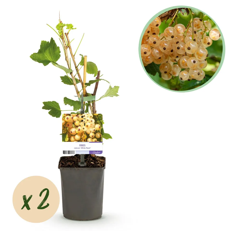 green-guardia-white-pearl-johannisbeere-strauch-2-pflanzen-wei-e-beeren image 1