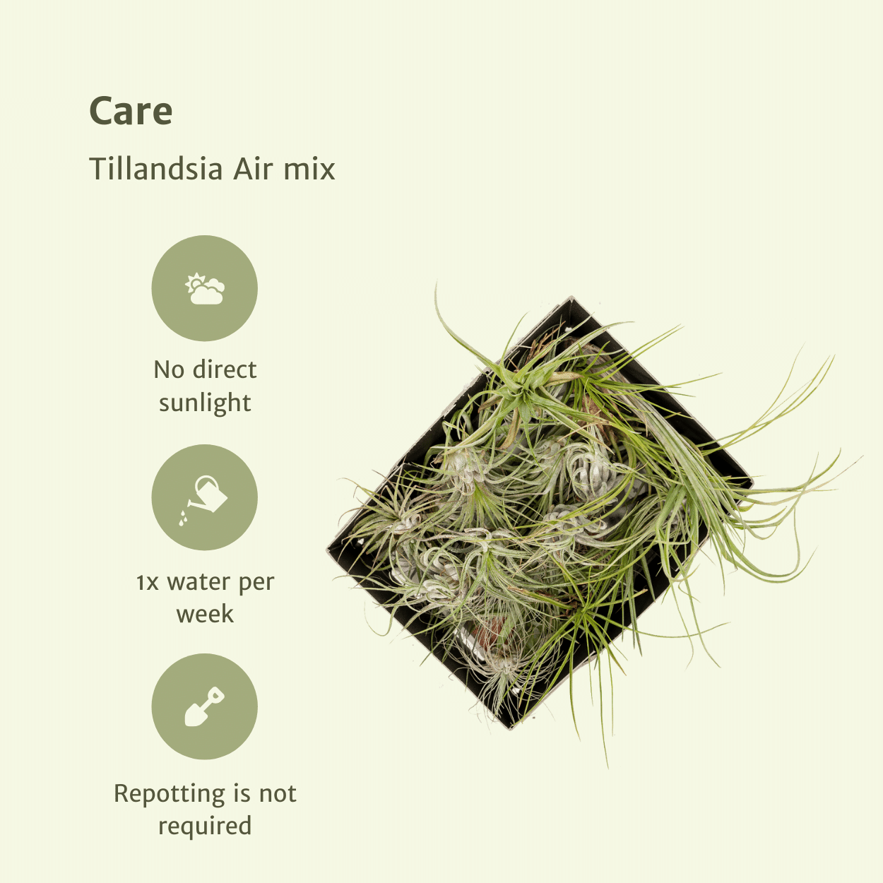 green-guardia-tillandsia-luftpflanzen-mix-20-st-ck-6-cm image 3