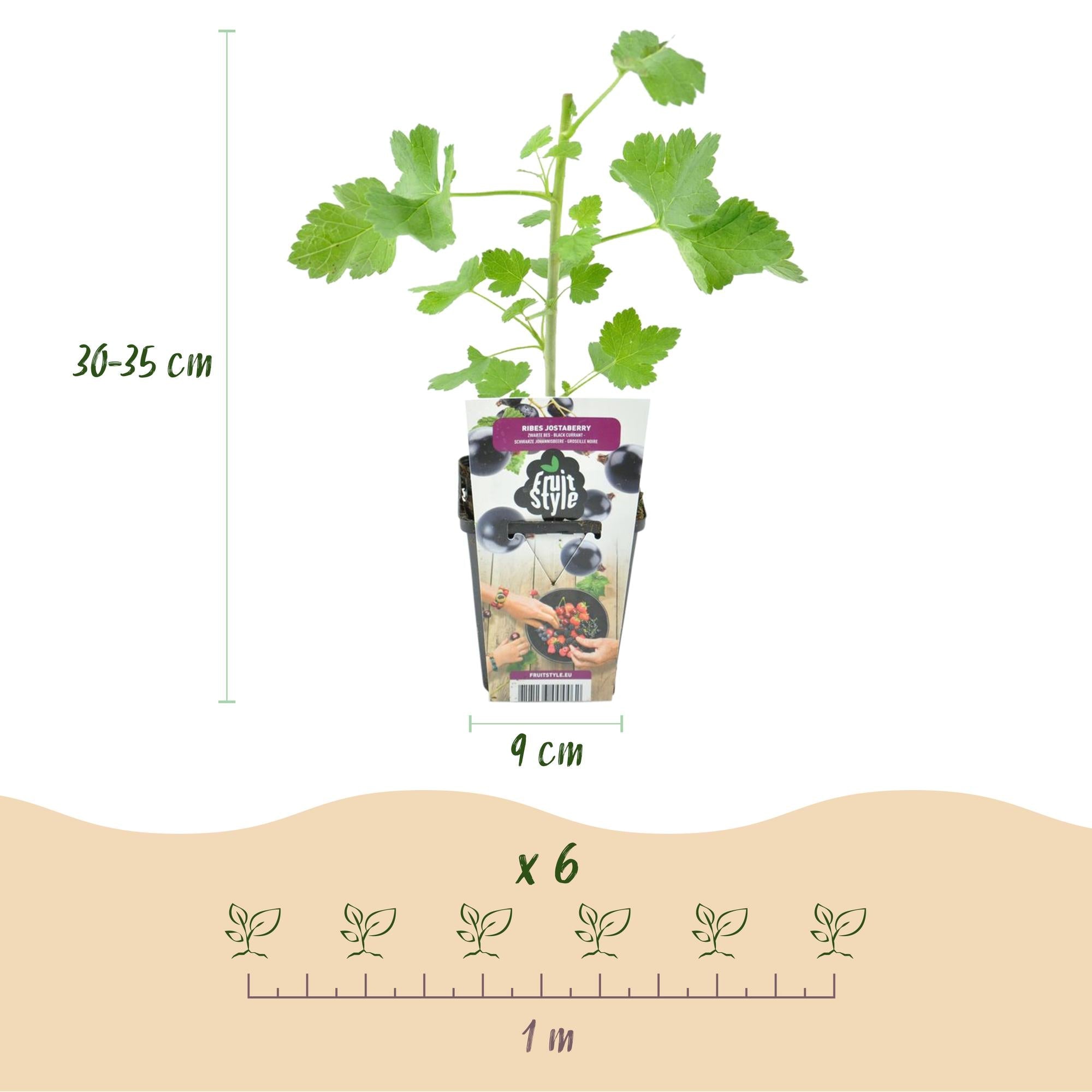green-guardia-unsere-pflanzen-jostabeere-3-pflanzen-9cm-beeren image 2