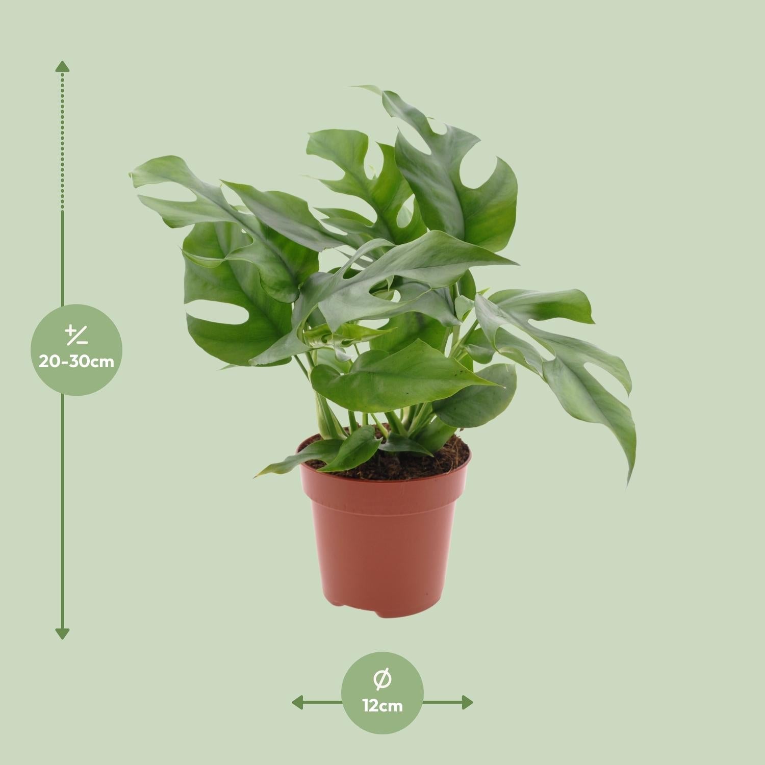 green-guardia-monstera-minima-zwerg-fensterblatt-12cm-topf image 2