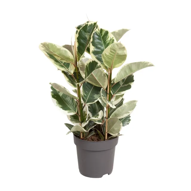 green-guardia-unsere-pflanzen-ficus-tineke-gummibaum-50cm-panaschiert image 1