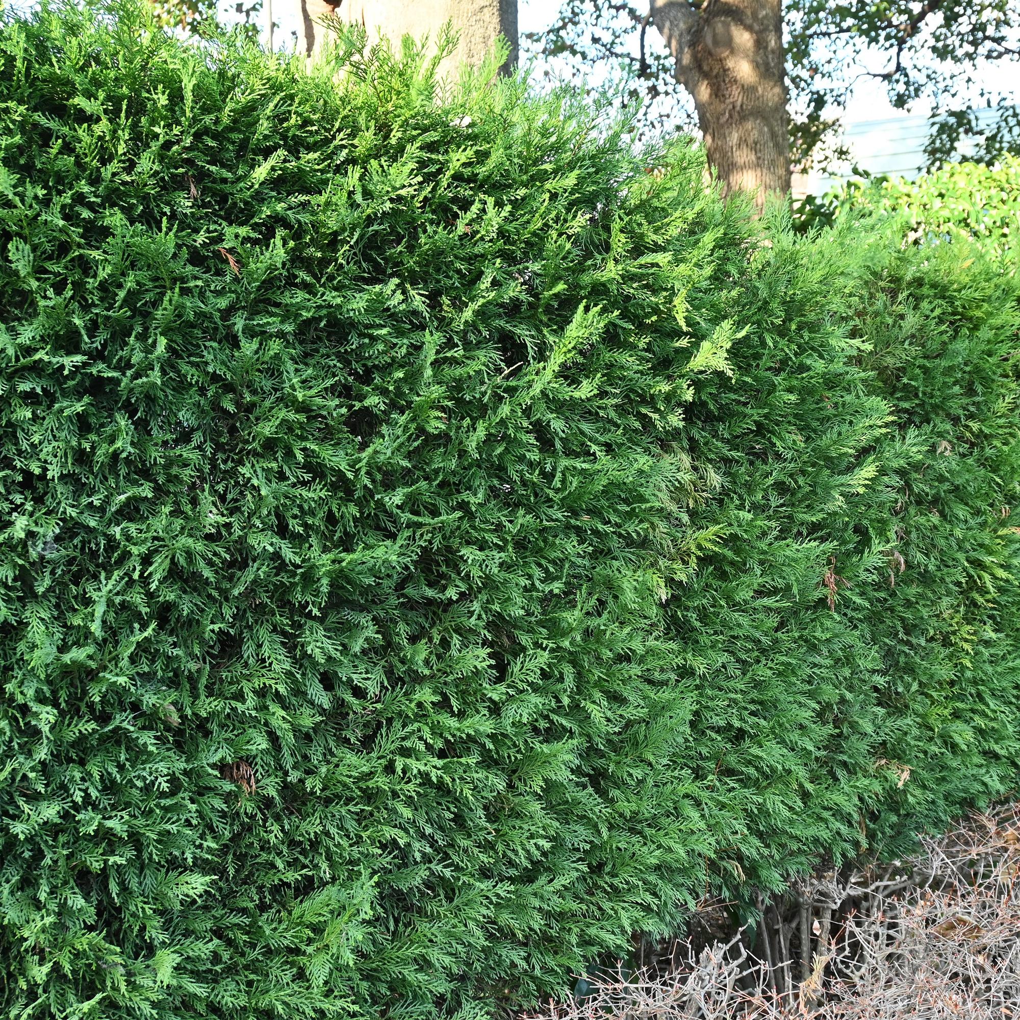 green-guardia-unsere-pflanzen-leyland-zypresse-hecke-8-pflanzen image 6