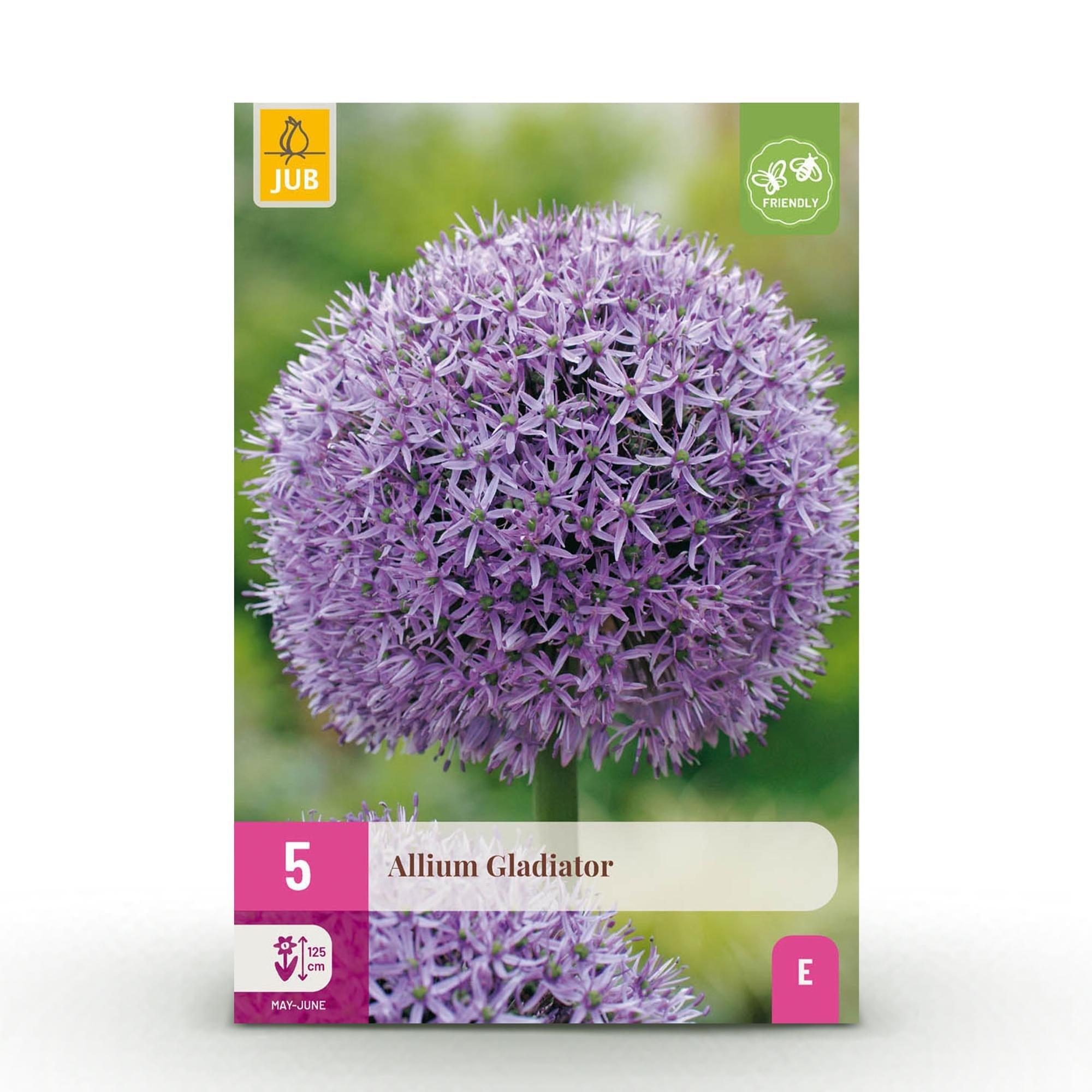 green-guardia-unsere-pflanzen-allium-gladiator-blumenzwiebeln-lila-5-st-ck image 1