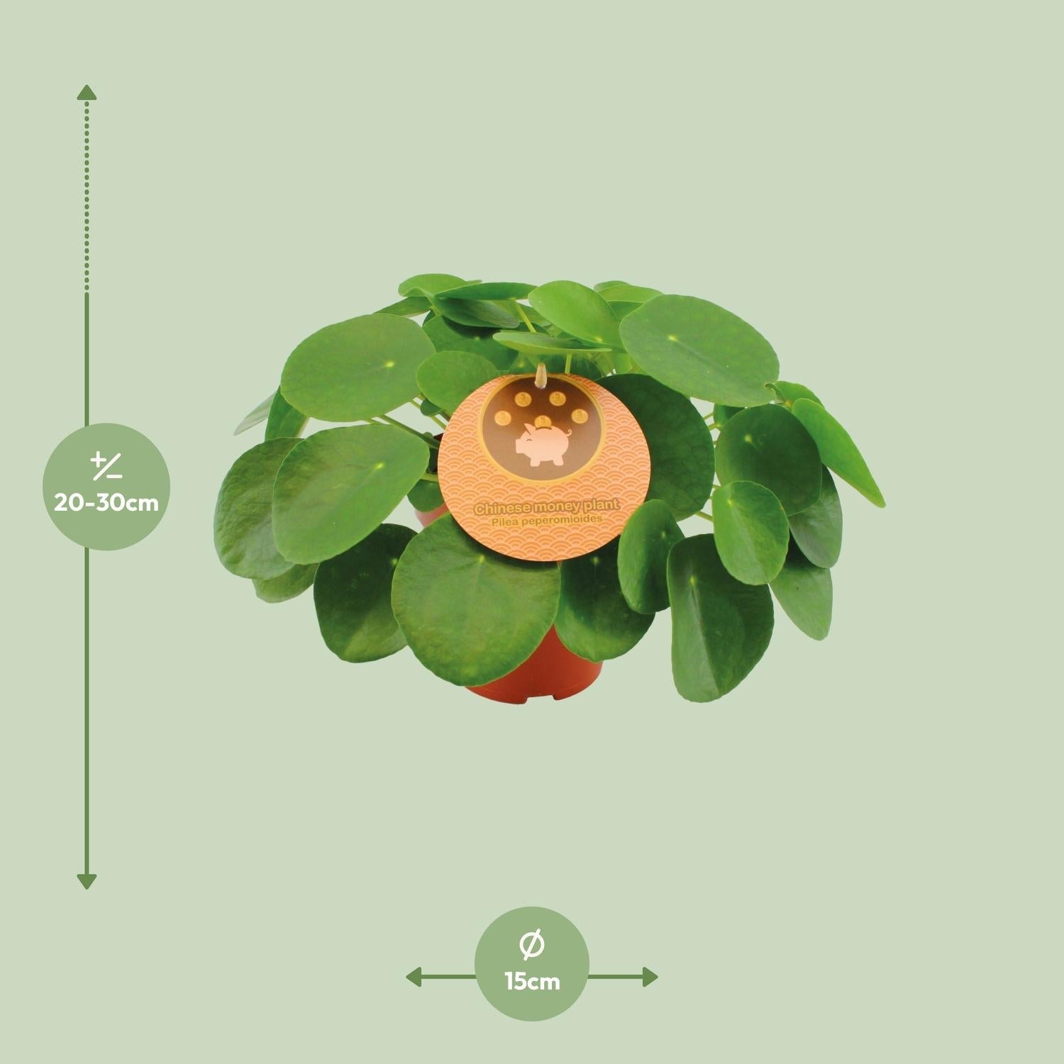 green-guardia-pilea-peperomioides-geldbaum-15-30-cm-topf image 2